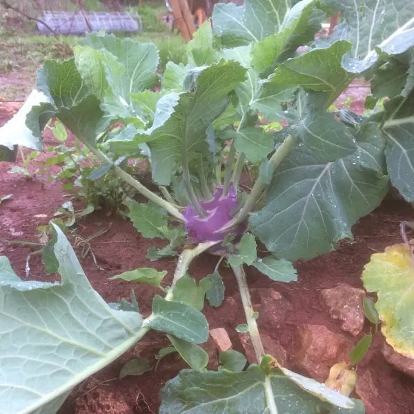 Brassica oleracea var. gongylodes, samenfester Kohlrabi 'Dyna'. Zu sehen ist eine wachsende Pflanze auf dem Beet mit einer rundlichen, violetten Knolle mit hellgrünen Stielen, die knapp über dem Boden sichtbar ist. Die kräftigen Blattstiele und die breiten, grünen Blätter zeigen den typischen Wuchs dieser traditionellen Kohlrabi‑Gemüsepflanze. Fotografiert für Benjis Seeds.