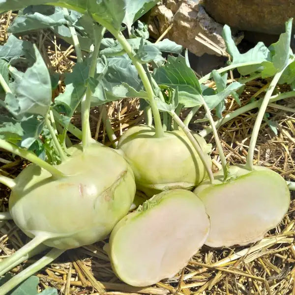 Kohlrabi 'Lanro' open‑pollinated variety shown whole and cut open on a bed of straw, highlighting its smooth pale‑green skin, crisp white flesh and the clean, uniform bulb shape typical of this variety, photographed for Benjis Seeds.