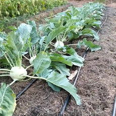 Kohlrabi ‘Lanro’ open‑pollinated variety shown in an angled view, with pale‑green bulbs and upright leaves growing in a mulched row, the plants lined up clearly in the bed, photographed for Benjis Seeds.