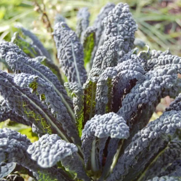 Brassica oleracea var. palmifolia, samenfester Palmkohl 'Nero Di Toscana'. In Nahaufnahme auf dem Feld ist eine ausgewachsene Pflanze mit langen, schmalen, bläulich bis dunkelgrünen, leicht gekräuselten Blättern zu sehen. Die aufrechte, palmenartige Blattstellung des Schwarzkohls ist deutlich erkennbar, während der Hintergrund weich verschwommen bleibt. Fotografiert für Benjis Seeds.