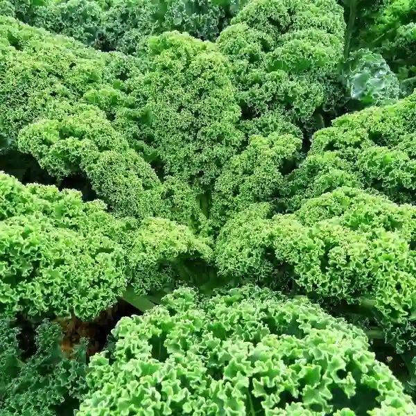 Brassica oleracea var. sabellica 'Halbhoher Grüner Krauser', samenfester Grünkohl. Abgebildet ist eine ausgewachsene Einzelpflanze mit kräftigem, aufrechtem Wuchs. Auffällig sind die dicht gekrausten, hell bis dunkelgrünen Blätter, die eine kompakte, harmonische Rosette bilden und den typischen robusten Charakter dieser traditionellen Blattgemüsesorte zeigen. Fotografiert für Benjis Seeds.