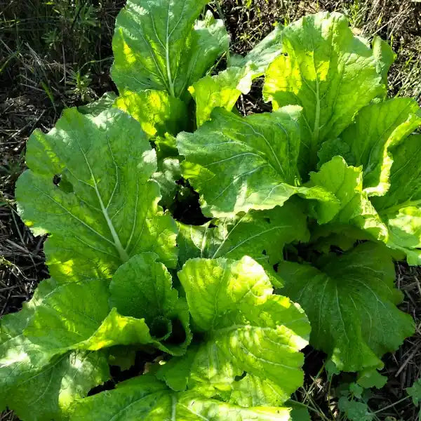 Brassica rapa var. perviridis ‘Komatsuna’ – open‑pollinated Asian green shown as a vigorous, upright plant with smooth, elongated deep‑green leaves on pale, sturdy stems. The image highlights the glossy leaf surface, crisp texture and the typical fast‑growing, leafy habit, photographed for Benjis Seeds.
