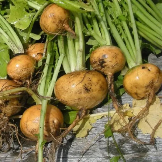 Brassica rapa subsp. rapa var. majalis, samenfeste Mairübe 'Golden Ball'. Auf einem Holzbrett liegen mehrere geerntete, rundliche, gold-gelblich gefärbte Knollen mit sichtbaren hellgrünen Blattstielen. Die glatte Oberfläche und die kompakte Form der Knollen zeigen das typische Erscheinungsbild dieser traditionellen Mairüben‑Gemüsepflanze. Fotografiert für Benjis Seeds.