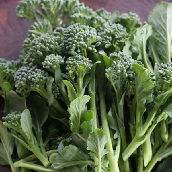 Brassica rapa var. cymosa, samenfester Stängelkohl 'Cima Di Rapa Sessantina'. In Nahaufnahme sind mehrere frisch geerntete Pflanzen mit blau-grünen Knospen und grünen Blättern zu sehen. Die sichtbaren Strukturen und Formen verdeutlichen den sortentypischen, schnellwachsenden Wuchs dieser traditionellen Kohlart. Fotografiert für Benjis Seeds.