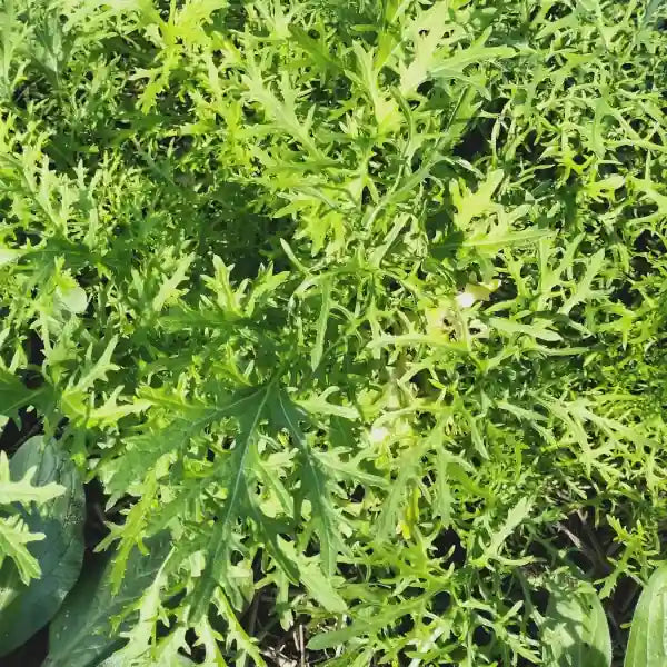 Brassica juncea ‘Golden Streak’ – open‑pollinated Asian green shown in a close view of the finely cut foliage, with deeply serrated, feathery leaves in bright chartreuse to golden‑green tones. The image highlights the delicate, frilled leaf texture, vivid colouring and the typical airy, fast‑growing character of the plant, photographed for Benjis Seeds.