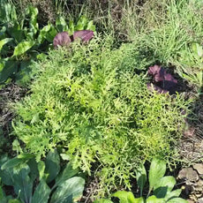 Brassica juncea ‘Golden Streak’ – open‑pollinated Asian green shown as a loose, upright plant with deeply serrated, feathery leaves in bright chartreuse to golden‑green tones. The image highlights the fine, frilled leaf texture, vivid colouring and the typical airy, fast‑growing habit, photographed for Benjis Seeds.