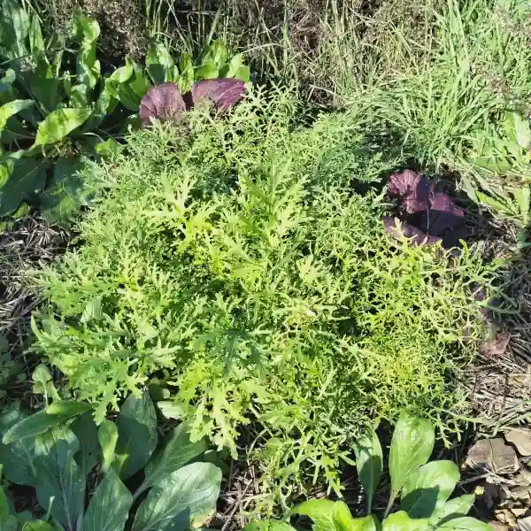 Brassica juncea ‘Golden Streak’ – open‑pollinated Asian green shown as a loose, upright plant with deeply serrated, feathery leaves in bright chartreuse to golden‑green tones. The image highlights the fine, frilled leaf texture, vivid colouring and the typical airy, fast‑growing habit, photographed for Benjis Seeds.