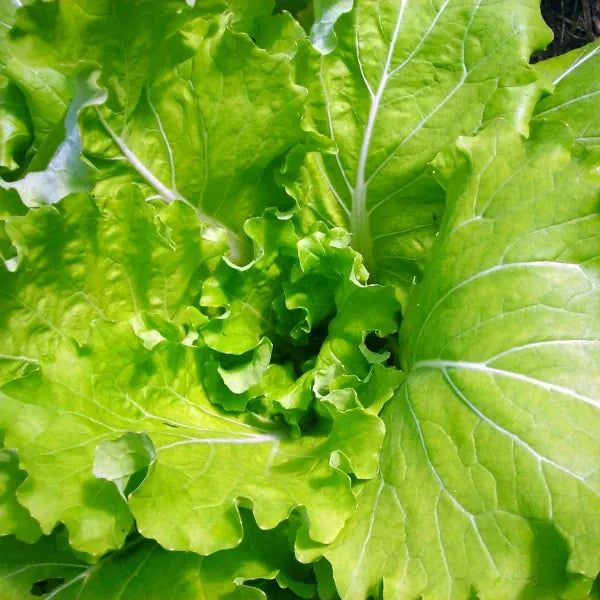 Brassica rapa var. japonica ‘Tokyo Bekana’ – open‑pollinated Asian green forming a loose, upright rosette of tender, pale‑green leaves with white vains and softly frilled edges and a crisp, succulent texture, photographed for Benjis Seeds.