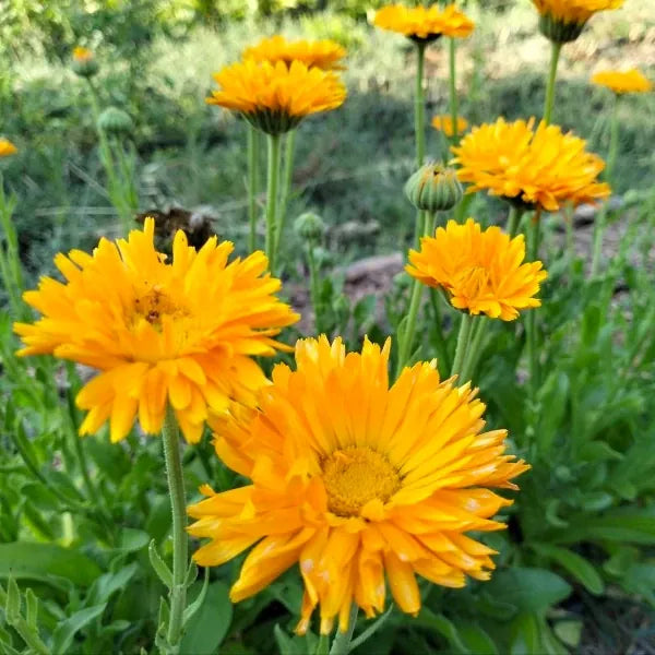 Calendula officinalis Marigold orange, open‑pollinated herb shown in a close‑up with bright orange blossoms, highlighting the detailed petals and fresh floral texture, photographed for Benjis Seeds.