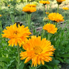Ringelblume 'Orange' - Calendula officinalis