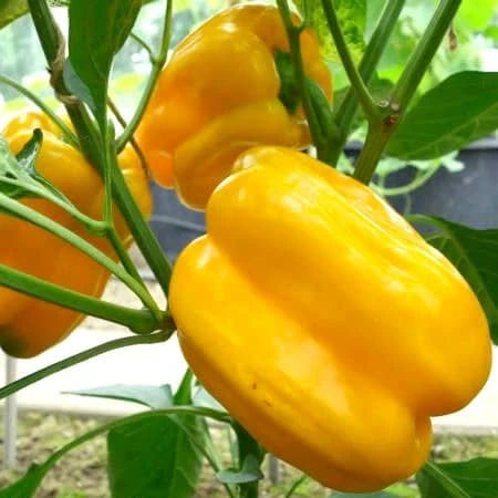 Capsicum annuum, samenfeste Gemüsepaprika 'Quadrato d’Asti Giallo'. In Nahaufnahme sind mehrere gelbe Früchte an der Pflanze zu sehen, mit klar erkennbaren, kantigen Fruchtformen und grünen Stielen. Die sichtbaren Strukturen und Formen entsprechen dem charakteristischen Erscheinungsbild dieser traditionellen Paprika‑Gemüsepflanze. Fotografiert für Benjis Seeds.