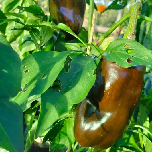 Capsicum annuum ‘Sweet Chocolate’ – open‑pollinated sweet pepper with several medium‑sized fruits shown directly on the plant, displaying their characteristic deep chocolate‑brown colour as they ripen. The blocky fruits hang from sturdy green stems among broad, glossy deep‑green leaves, photographed for Benjis Seeds.