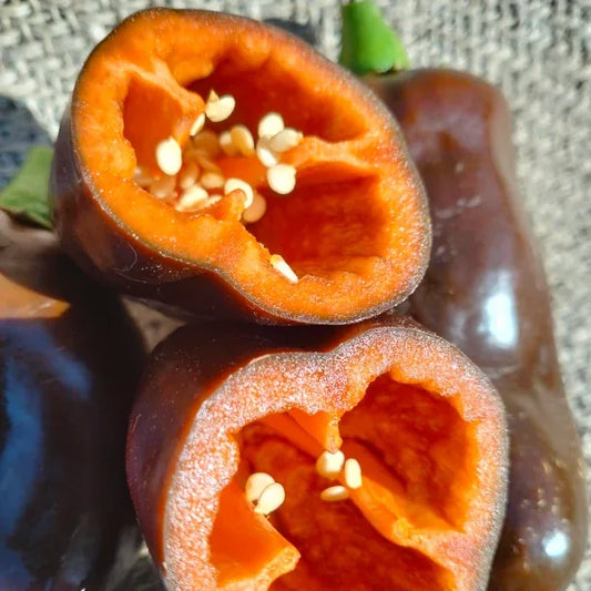 Capsicum annuum ‘Sweet Chocolate’ – open‑pollinated sweet pepper shown as a small harvest of mature fruits, including one fruit cut open in the foreground to reveal its thick walls and deep chocolate‑brown skin transitioning to warm reddish tones inside with seeds. The whole fruits display their characteristic blocky shape, while the cut piece highlights the seed cavity and glossy interior, photographed for Benjis Seeds.