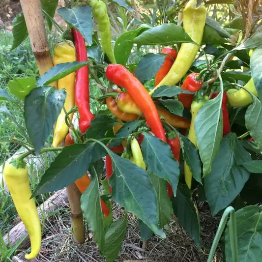 Capsicum annuum ‘Sweet Banana’ – open‑pollinated pointed sweet pepper shown as a fully grown plant carrying numerous fruits in different colour stages, from pale yellow to deeper orange‑red. The long, slender fruits hang from upright green stems among the characteristic deep‑green, lanceolate leaves, photographed for Benjis Seeds.