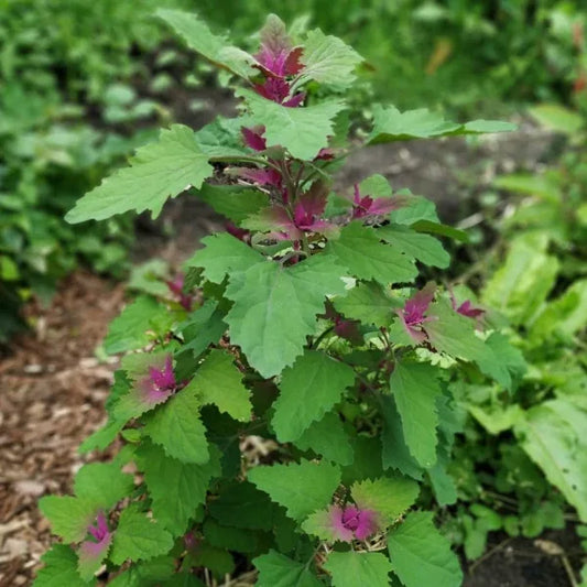 Chenopodium giganteum ‘Magenta Spreen’ – open‑pollinated tree spinach shown as a tall, branching plant with broad, soft green leaves dusted in vivid magenta on young growth. The upright habit and colourful leaf tips highlight the striking appearance of this variety, photographed for Benjis Seeds.