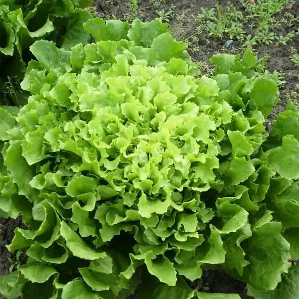 Cichorium endivia 'Escariol Grüner', samenfeste Endivie. Zu sehen ist eine ausgewachsene Pflanze mit dicht geschichteten, breit gefächerten Blättern in sattem Hellgrün, die eine harmonische, leicht gewellte Rosette bilden. Charakteristisch sind die kräftigen, helleren Mittelrippen und die fein gekrauste Blattstruktur, die den typischen kompakten und robusten Wuchs dieser traditionellen Salatsorte unterstreichen. Fotografiert für Benjis Seeds.