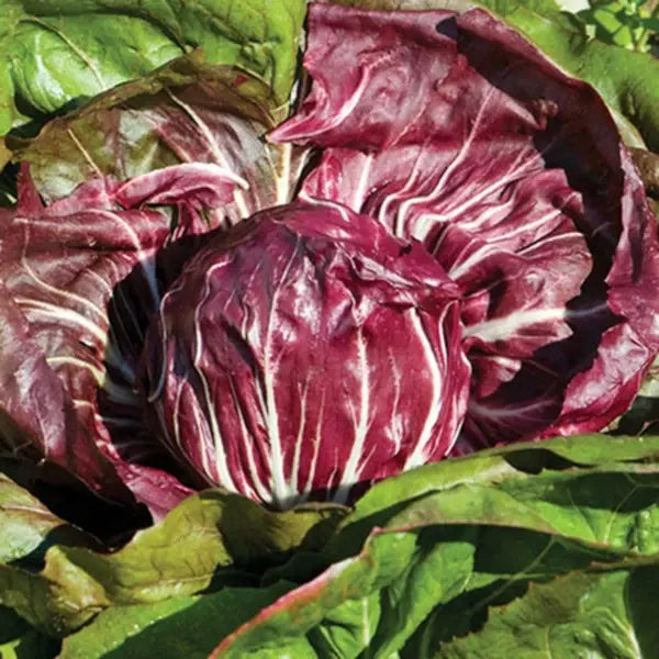 Cichorium intybus var. foliosum, samenfester Radicchio 'Rossa Di Verona'. Zwischen grünen Pflanzen steht eine einzelne Radicchio‑Pflanze mit dicht geschichteten, rot‑violetten Blättern und weißen Adern, die sich zu einem kompakten Kopf formen. Die Art, wie sich die farbintensiven Blätter vom umgebenden Grün abheben und zugleich in die Beetstruktur einfügen, macht das typische Erscheinungsbild dieser traditionellen Sorte deutlich. Fotografiert für Benjis Seeds.