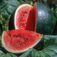 Citrullus lanatus ‘Sugar Baby’ – open‑pollinated watermelon shown as a whole dark‑green fruit resting on its leafy foliage, with a single quarter section cut out for presentation, revealing bright red, juicy flesh and glossy black seeds, photographed for Benjis Seeds.