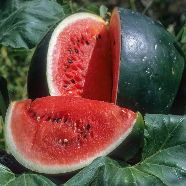 Citrullus lanatus ‘Sugar Baby’ – open‑pollinated watermelon shown as a whole dark‑green fruit resting on its leafy foliage, with a single quarter section cut out for presentation, revealing bright red, juicy flesh and glossy black seeds, photographed for Benjis Seeds.