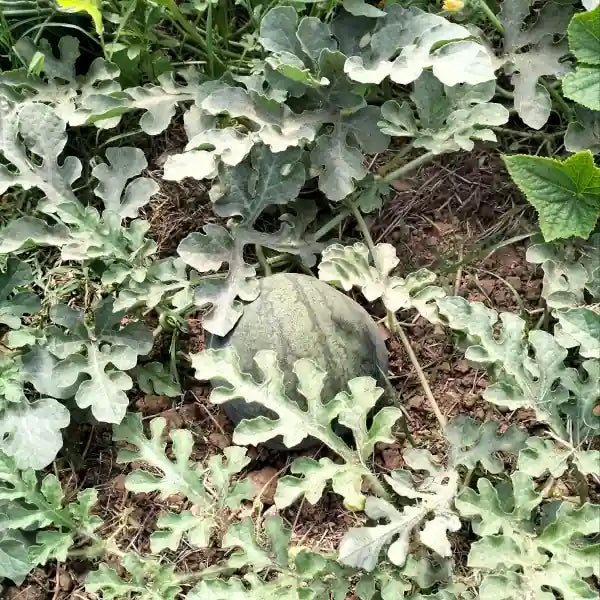 Watermelon ‘Sugar Baby’ open‑pollinated watermelon shown as a single dark‑green young fruit growing on the plant, set within a mixed culture with cucumbers, with the round melon resting among leaves and vines, photographed for Benjis Seeds.