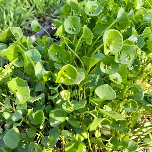 Claytonia perfoliata – open‑pollinated winter purslane shown as a low, tender plant with smooth bright‑green leaves forming rounded pairs around slender stems. The image highlights the fresh leaf texture, vivid green colour and the typical compact growth habit, photographed for Benjis Seeds.