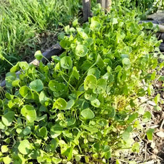 Claytonia perfoliata – open‑pollinated winter purslane shown in a row as low, tender plants with smooth bright‑green leaves forming rounded pairs around slender stems. The image highlights the fresh leaf texture, vivid green colour and the typical compact growth habit, photographed for Benjis Seeds.