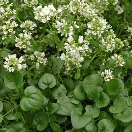 Cochlearia officinalis, samenfestes Löffelkraut. Zu sehen ist eine blühende Pflanze mit rundlichen, leicht glänzenden Blättern und kleinen weißen Blüten, die locker über dem Laub stehen. Wie sich die zarten Blütenstände über den dicht gedrängten Blättern verteilen, verleiht der Pflanze ihr charakteristisches Erscheinungsbild. Fotografiert für Benjis Seeds.