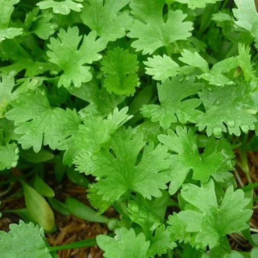 Coriandrum sativum, samenfester Echter Koriander. Zu sehen ist eine wachsende Pflanze mit fein gefiederten, hellgrünen Blättern, die sich locker über einem mit Stroh bedeckten Boden verteilen. Die Art, wie sich die zarten Blattsegmente verzweigen und ein leichtes, luftiges Laubbild formen, macht das typische Erscheinungsbild dieser traditionellen Gewürzpflanze deutlich. Fotografiert für Benjis Seeds.
