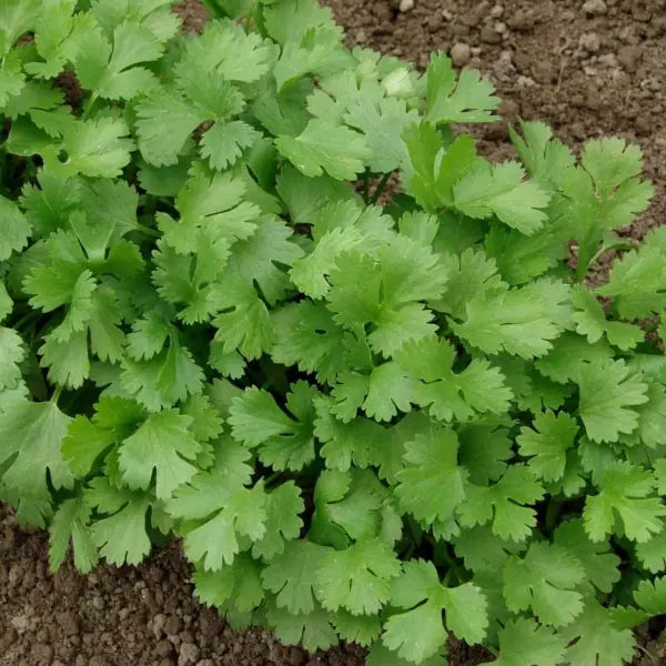 Coriandrum sativum ‘Konrad’ – open‑pollinated mature Konrad coriander plant growing outdoors in natural light, close‑up of fully developed green foliage with characteristic leaf shape, photographed for Benjis Seeds.