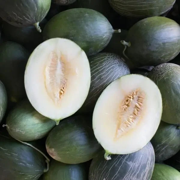 Cucumis melo, samenfeste Zuckermelone 'Manuel António'. Gezeigt werden mehrere geerntete Melonen auf denen eine halbiert ist und das helle weiße Fruchtfleisch mit den zentralen hell gelben Samen offenbart wird. Die glatte grüne Schale der ganzen Früchte neben der geöffneten Melone präsentiert den sortentypischen Kontrast zwischen Außenhaut und Innenstruktur. Er prägt das charakteristische Erscheinungsbild dieser traditionellen Melonensorte. Fotografiert für Benjis Seeds.
