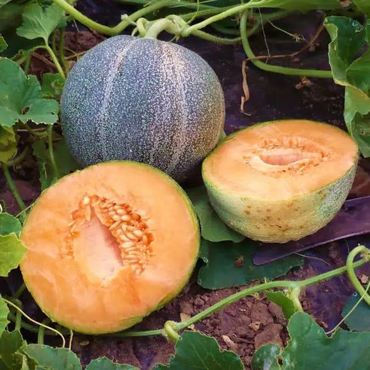 Cucumis melo, samenfeste Zuckermelone 'Petit Gris de Rennes'. Auf dem Beet liegt eine ganze, reifende Frucht an der Pflanze, während davor zwei aufgeschnittene Melonenhälften liegen und das orangefarbene Fruchtfleisch mit den zentralen Samen sichtbar machen. Die Gegenüberstellung der intakten Frucht am Stiel und der geöffneten Hälften im Vordergrund zeigt auf anschauliche Weise den sortentypischen Aufbau dieser traditionellen Melonensorte. Fotografiert für Benjis Seeds.