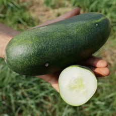 Cucumber ‘Gundel’ open‑pollinated variety shown as one whole fruit and one half with visible white flesh, both held in hand, highlighting the form, smooth green skin and crisp interior, photographed for Benjis Seeds.