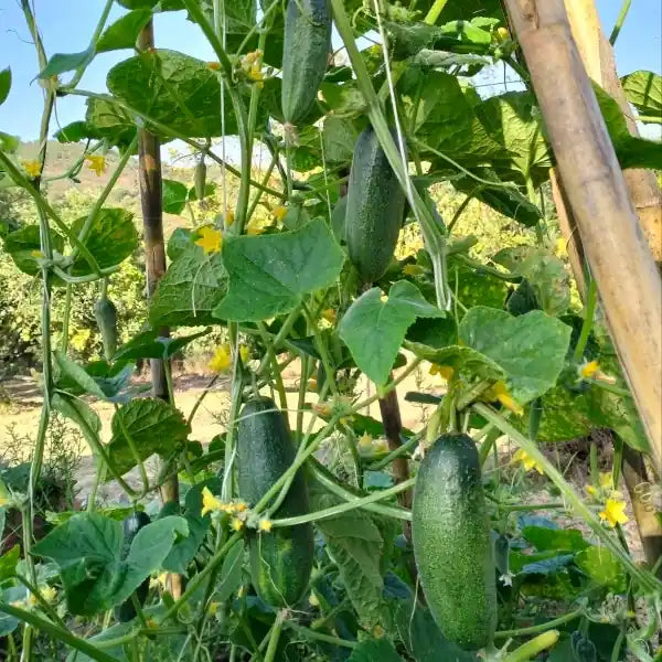 Cucumber ‘Gundel’ open‑pollinated variety shown hanging on a bamboo frame, with multiple elongated young green fruits suspended from the climbing plants, photographed for Benjis Seeds.