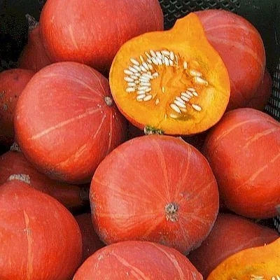 Cucurbita maxima, samenfester Kürbis Hokkaido 'Red Kuri'. In einem grünen Korb liegen mehrere rot-orangefarbene ganze Früchte, und obenauf befindet sich eine aufgeschnittene Hälfte, die das orangefarbene Fruchtfleisch und die Samen zeigt. Die Kombination aus den rundlichen, glatten Schalen der ganzen Kürbisse und der geöffneten Hälfte mit ihrer deutlich sichtbaren Innenstruktur veranschaulicht das typische Erscheinungsbild dieser traditionellen nussigen Sorte. Fotografiert für Benjis Seeds.