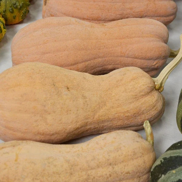 Cucurbita moschata, samenfester Kürbis 'Violina'. Zu sehen sind vier geerntete Früchte mit länglicher, leicht gerippter Form und einer hellen, glatten Schale, in Form einer Violine oder großen Erdnuss. Wie sich die einzelnen Kürbisse in ihrer ähnlichen, aber doch leicht variierenden Form nebeneinander anordnen, betont das charakteristische Erscheinungsbild dieser traditionellen Kürbissorte. Fotografiert für Benjis Seeds.