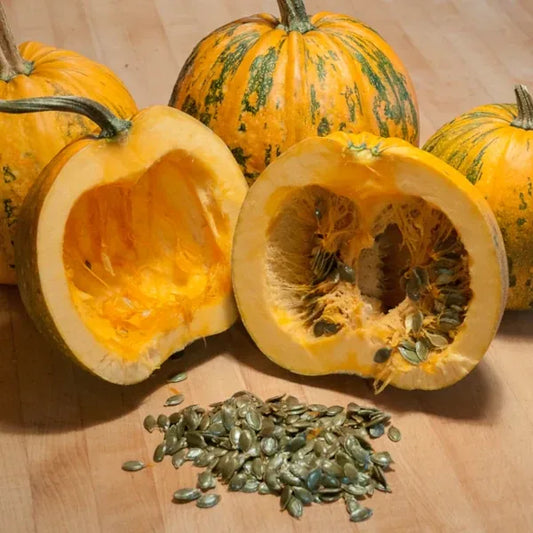 Cucurbita pepo, samenfester Ölkürbis 'Gleisdorfer'. Auf einem Holzboden liegen drei ganze gelbe Früchte mit grüner Marmorierung nebeneinander und davor eine Frucht aufgeschnitten in zwei Hälften. Aus dem gelben Fruchtfleisch wurden die grünen Samen teilweise entnommen und sichtbar davor platziert. Die Veranschaulichung macht die sortentypische Struktur dieser traditionellen Ölkürbissorte anschaulich erkennbar. Fotografiert für Benjis Seeds.