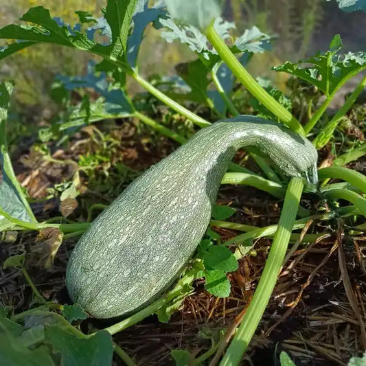 Cucurbita pepo, samenfeste traditionelle Zucchini 'Alberello Di Sarzana'. Zu sehen ist eine Pflanze mit einer länglichen Frucht, deren hellgrüne Schale von dunkleren, feinen Streifen durchzogen wird und so die besondere Maserung zeigt. Das Laub zeigt kräftige mittelgrüne Blätter mit silbrigen Flecken. Die Frucht liegt gut sichtbar zwischen den Blättern auf einem mit Stroh gemulchten Beet, wodurch sich Schale, Laub und Stroh farblich klar voneinander abgrenzen. Fotografiert für Benjis Seeds.