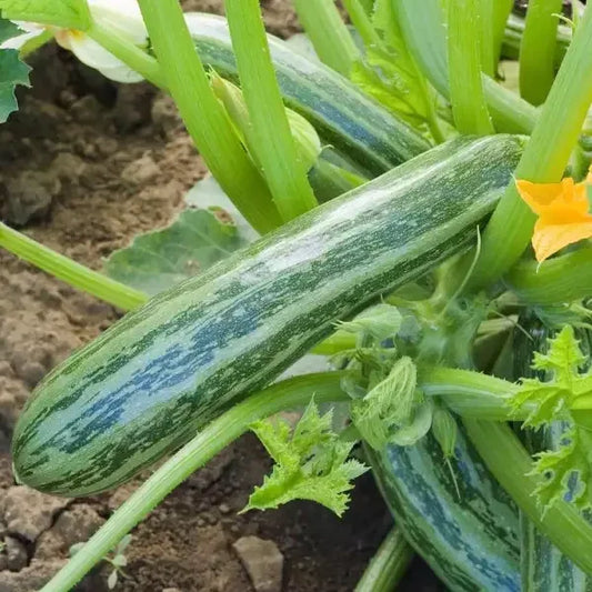 Cucurbita pepo, samenfeste traditionelle Zucchini 'Cocozelle von Tripolis'. Zu sehen ist eine Pflanze mit mehreren länglichen Früchten, einer größeren im Mittelpunkt mit hellgrüner Schale und dunkleren Längsstreifen. Daneben sind mehrere kleinere mit gleicher Zeichnung. Die unterschiedlich großen Früchte hängen sichtbar an der Zucchini-Pflanze auf einem mit Stroh gemulchten Beet. Fotografiert für Benjis Seeds.