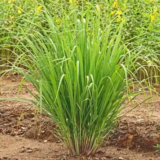 Cymbopogon flexuosus, samenfestes historisches Ostindisches Zitronengras. Zu sehen ist eine vollständige Pflanze mit langen, schmalen, hellgrünen Blättern, die buschig und trichterförmig nach oben wachsen. Sie befindet sich auf rötlich lehmigen Boden. Im Hintergrund befinden sich weitere grüne Pflanzen, die deutlich verschwommen sind. Die klare Schärfe im Vordergrund hebt die Blattstruktur der Hauptpflanze vom unscharfen Feld ab. Fotografiert für Benjis Seeds.