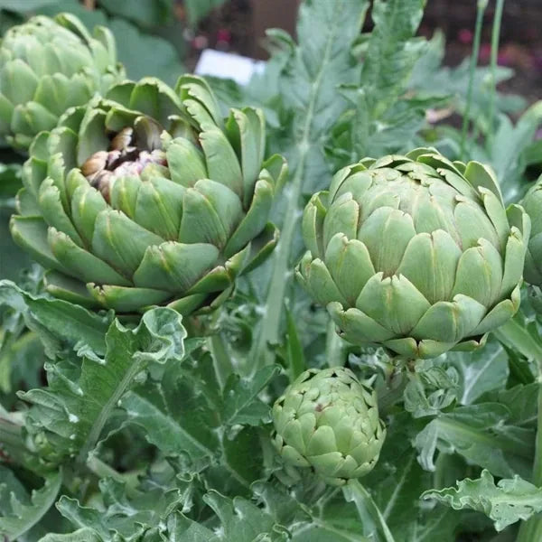 Cynara cardunculus ‘Imperial Star’ – open‑pollinated artichoke forming robust, upright plants with deeply serrated silvery‑green foliage and large, rounded, tightly layered flower buds showing purple‑tipped bracts, photographed for Benjis Seeds.
