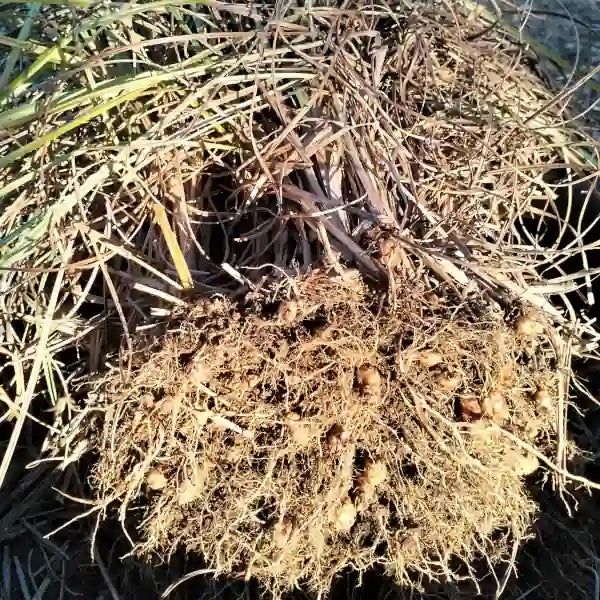 Cyperus esculentus var. sativus 'Chufa', samenfeste Erdmandel. Abgebildet ist eine ganze Pflanze während des Erntens, mit zahlreichen hellbraunen, ovale Knöllchen die sichtbar an den freigelegten Wurzeln sitzen. Begleitet mit schlanken, grasartigen grünen Halmen, die in der Reife leicht gewelkt sind. Die kompakte Knollenbildung unterstreicht den kräftigen und ertragreichen Charakter dieser traditionellen und historischen Kulturpflanze. Fotografiert für Benjis Seeds.