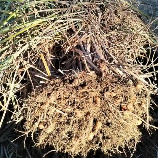 Cyperus esculentus var. sativus 'Chufa', samenfeste Erdmandel. Abgebildet ist eine ganze Pflanze während des Erntens, mit zahlreichen hellbraunen, ovale Knöllchen die sichtbar an den freigelegten Wurzeln sitzen. Begleitet mit schlanken, grasartigen grünen Halmen, die in der Reife leicht gewelkt sind. Die kompakte Knollenbildung unterstreicht den kräftigen und ertragreichen Charakter dieser traditionellen und historischen Kulturpflanze. Fotografiert für Benjis Seeds.
