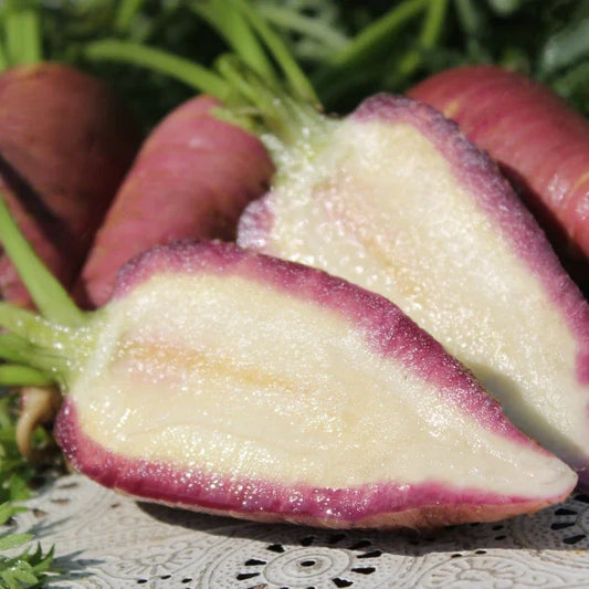 Daucus carota, samenfeste traditionelle Möhre 'Gniff'. Im Vordergrund liegt eine Wurzel, länglich und rot bis dunkelviolett, der Länge nach in zwei Hälften geschnitten, sodass das hellere, weißlich bis cremefarbene Innere sichtbar wird. Im Hintergrund liegen weitere geerntete Pflanzen, mit gut erkennbarer Schale, etwas verschwommen. Die klare Schärfe der halbierten Wurzel hebt sich klar vom unscharfen Hintergrund ab. Fotografiert für Benjis Seeds.