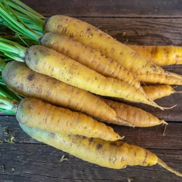 Daucus carota, samenfeste traditionelle Möhre 'Gochsheimer Gelbe'. Zu sehen sind mehrere geerntete Wurzeln mit gelber Schale und dem Ansatz des grünen Schopfes. Die länglichen, konisch spitzzulaufenden Wurzeln liegen nebeneinander auf einem Holzbrett, wodurch Form, Farbe und die sichtbaren Schopfansätze klar erkennbar sind. Fotografiert für Benjis Seeds.
