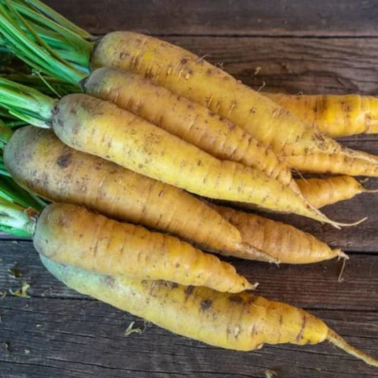 Daucus carota, samenfeste traditionelle Möhre 'Gochsheimer Gelbe'. Zu sehen sind mehrere geerntete Wurzeln mit gelber Schale und dem Ansatz des grünen Schopfes. Die länglichen, konisch spitzzulaufenden Wurzeln liegen nebeneinander auf einem Holzbrett, wodurch Form, Farbe und die sichtbaren Schopfansätze klar erkennbar sind. Fotografiert für Benjis Seeds.