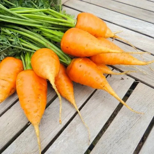 Daucus carota, samenfeste traditionelle Möhre 'Guérande' (Ochsenherz). Zu sehen sind mehrere geerntete, kleine rundlich‑konische Wurzeln mit orangefarbener Schale und dem Ansatz grüner Blätter. Die Wurzeln liegen auf einem Holzbrett, wodurch ihre Form, Farbe und die sichtbaren Blattansätze klar erkennbar sind. Fotografiert für Benjis Seeds.