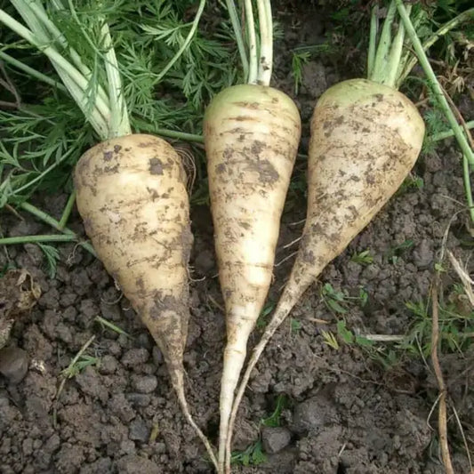 Daucus carota, samenfeste traditionelle Möhre 'Küttiger Rüebli'. Zu sehen sind drei geerntete, längliche, konische Wurzeln mit weißer Schale, die auf dem Beet liegen. Der grüne Schopfansatz ist noch erkennbar. Die Wurzeln heben sich gut vom lehmig-erdigen Untergrund ab. Fotografiert für Benjis Seeds.