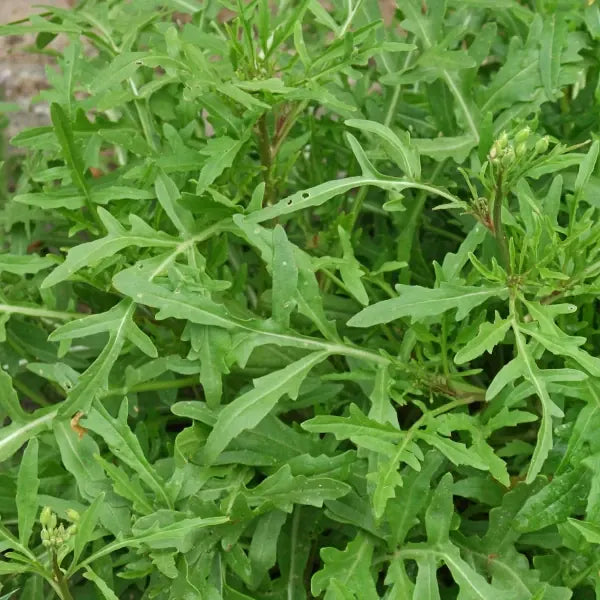 Diplotaxis tenuifolia, samenfeste traditionelle Wilde Rauke. Zu sehen ist eine nah aufgenommene Pflanze mit schmalen, tief eingeschnittenen, dunkelgrünen Blättern. Die Blattoberflächen wirken matt und leicht strukturiert. Die Knospen Ansätze sind noch in der Jungentwicklung. Fotografiert für Benjis Seeds.
