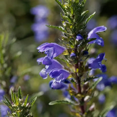 Dracocephalum moldavicum, samenfester Moldawischer Drachenkopf. In der Nahaufnahme sieht man einen zart violett‑blauen Lippenblütenstand mit fein gezeichneten Kronlappen in charakteristischer drachenkopfartiger Form. Im Hintergrund erscheinen weitere Blütenstände derselben Art unscharf als natürliches Umfeld. Die schmalen, gezackten und aromatisch duftenden Blätter betonen den filigranen Charme dieser traditionellen Würz‑ und Blütenpflanze. Fotografiert für Benjis Seeds.