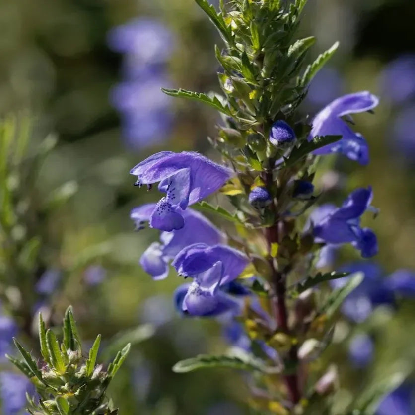 Dracocephalum moldavicum, samenfester Moldawischer Drachenkopf. In der Nahaufnahme sieht man einen zart violett‑blauen Lippenblütenstand mit fein gezeichneten Kronlappen in charakteristischer drachenkopfartiger Form. Im Hintergrund erscheinen weitere Blütenstände derselben Art unscharf als natürliches Umfeld. Die schmalen, gezackten und aromatisch duftenden Blätter betonen den filigranen Charme dieser traditionellen Würz‑ und Blütenpflanze. Fotografiert für Benjis Seeds.